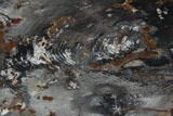 Hubbard Basin Petrified Wood Slab #91461-1